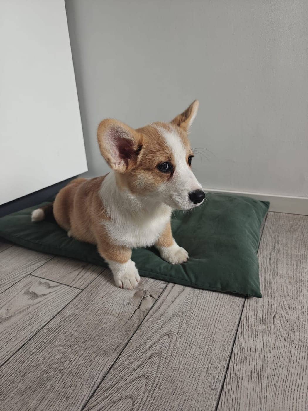 Corgi kutsikas istumas rohelisel koeraasemel toa nurgas